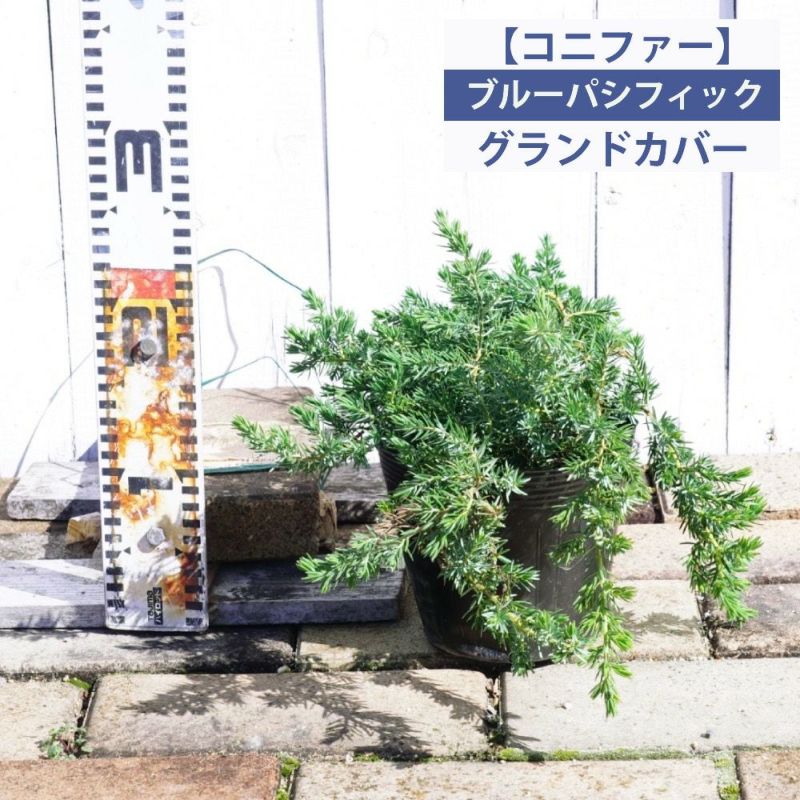 ブルーパシフィック グランドカバー用 コニファー 植木 土止め 庭木 おしゃれな庭に 植木生産組合直営 ガーデニング 花壇 寒さに強い 15ｃｍポット入り 常緑 人気の 植木組合より産地直送