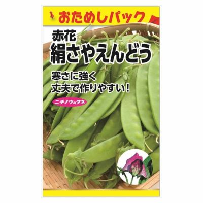 えんどう 赤花絹さやえんどう(つるあり) 苗 販売 苗木部 By 花ひろば