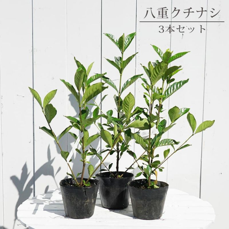 クチナシ オオヤエクチナシ 苗 販売 苗木部 By 花ひろばオンライン