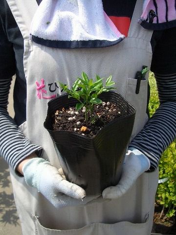 サルココッカ 苗（大）高さ約30cm 15cmポット入 （単品