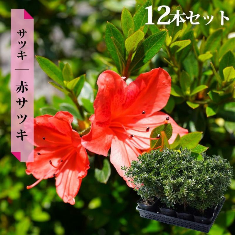 まっちゃん 花かご 赤 s-l400.jpg