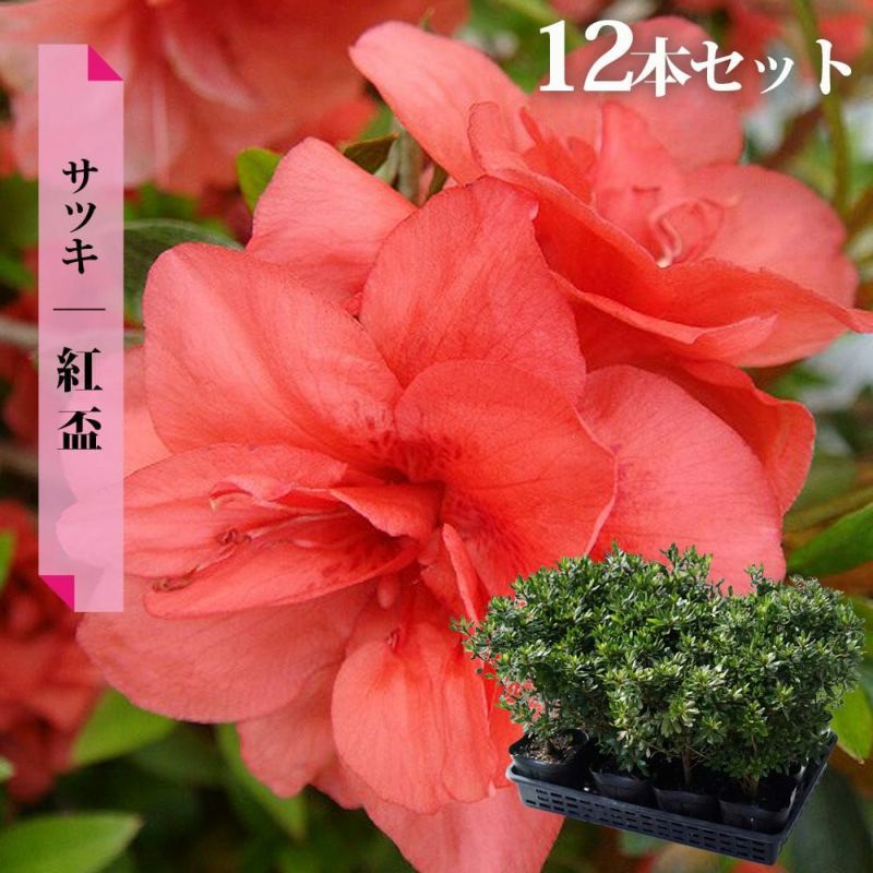 サツキ 紅盃 苗 販売 苗木部 By 花ひろばオンライン