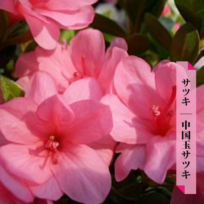 【メーカー包装済】 販売 苗 中国玉サツキ サツキ 苗木部 花ひろばオンライン By 洋画・外国映画