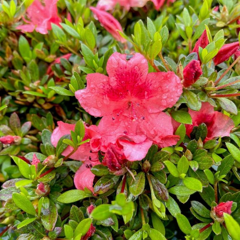 現品発送 サツキ 玉 大玉 管理№106 サツキ⁄大玉⁄良形株現品