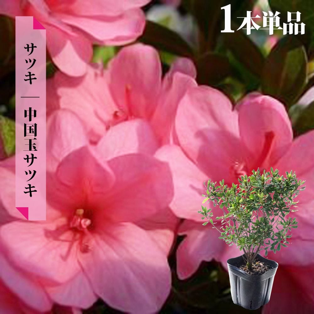 サツキ　植木 サツキ 中国玉サツキ 苗 販売 苗木部 By 花ひろばオンライン