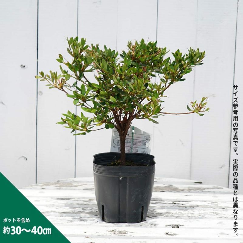 サツキ 博多白 苗 販売 苗木部 By 花ひろばオンライン