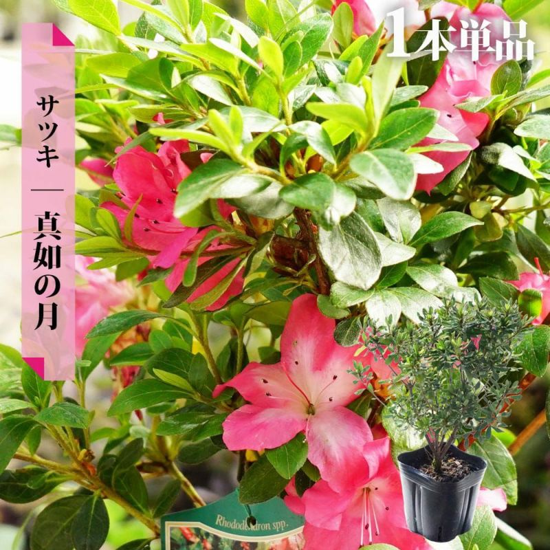 お色お任せ♪3株セット☆松野さんの変わり咲き桜草(3.5号ポット)
