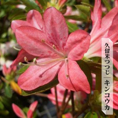 ❤️セール❤️-72-【キレイピンクオーレア 】クリスマスローズ