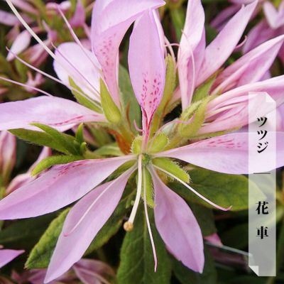 S*l様 スモークツリー　ラブリーローズ　10号　2 新色♡スモークツリー♡苗♡ラブリーローズ♡苗木 多肉植物 森の