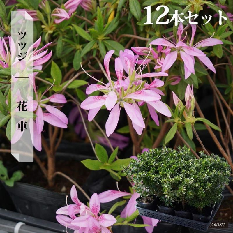 000000002893-08-l.jpg?t=