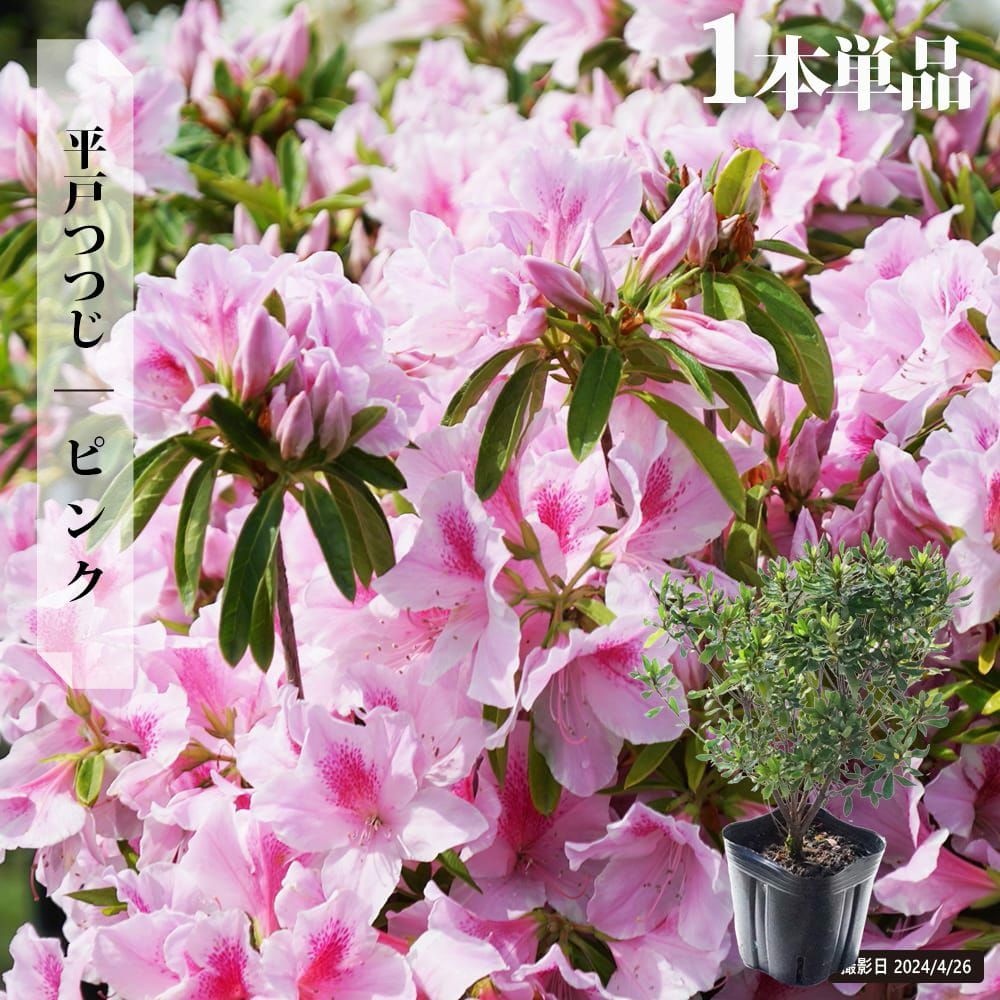 オンツツジ・ピンク/特大株【現品】管理22452 【植木・苗木・庭木】