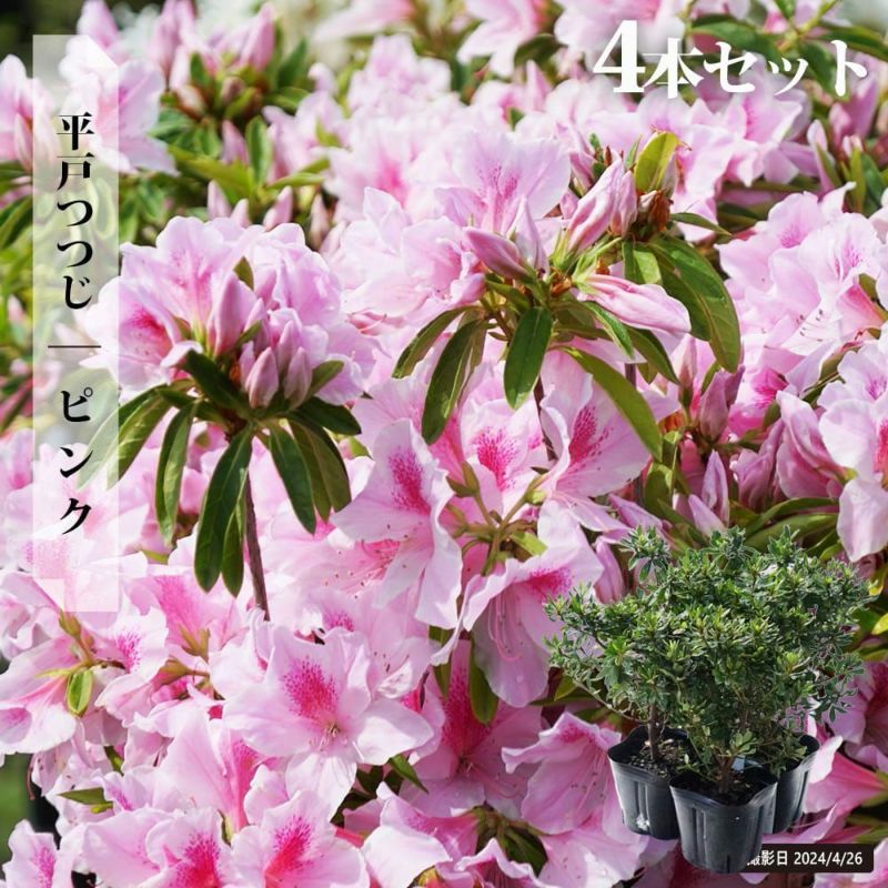 Amazon｜アジサイ 月虹 ピンク 5号鉢サイズ 鉢植え ジャパン
