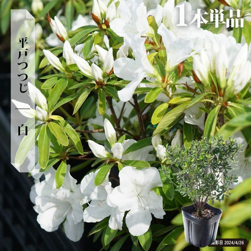 平戸ツツジ　白　約60cm【玉仕立て/ツツジ/トピアリー/苗木/根巻】27 平戸ツツジ 白 約60cm【玉仕立て/ツツジ/トピアリー/苗木/根巻】27