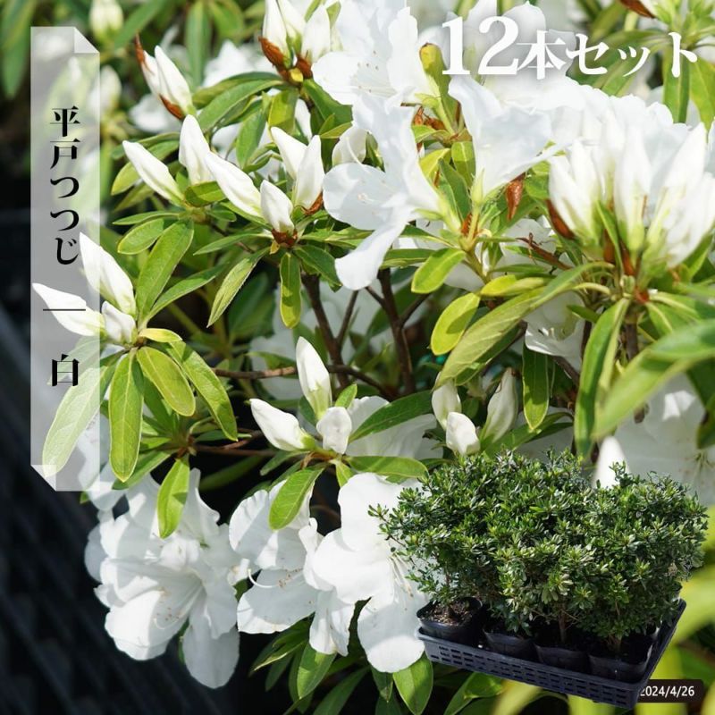 平戸ツツジ　白　約60cm【玉仕立て/ツツジ/トピアリー/苗木/根巻】27 平戸ツツジ 白 約60cm【玉仕立て/ツツジ/トピアリー/苗木/根巻
