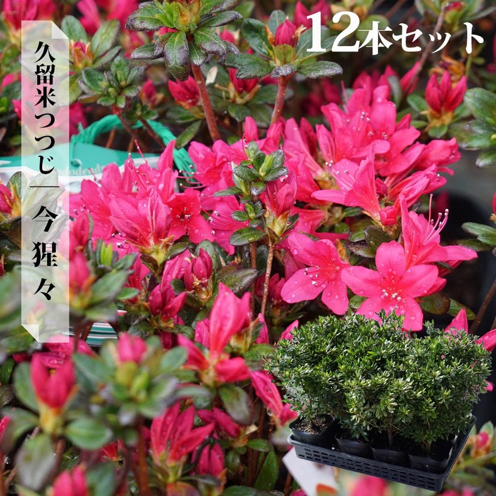 ツツジ 今猩々 苗 販売 苗木部 By 花ひろばオンライン ツツジ 今猩々 苗 販売 苗木部 By 花ひろばオンライン