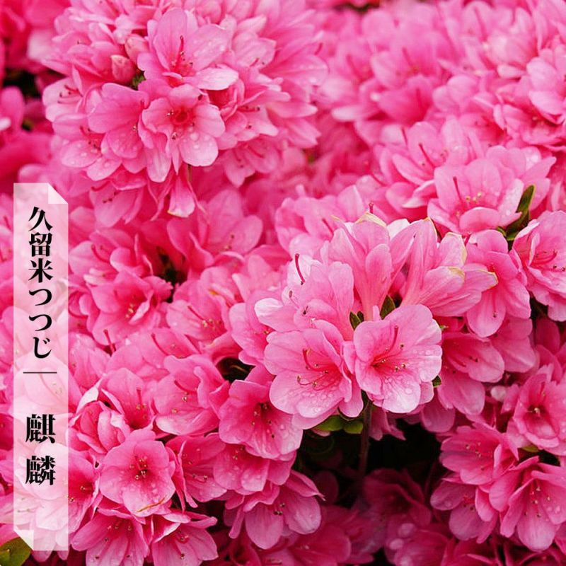 ツツジ 麒麟 苗 販売 苗木部 By 花ひろばオンライン