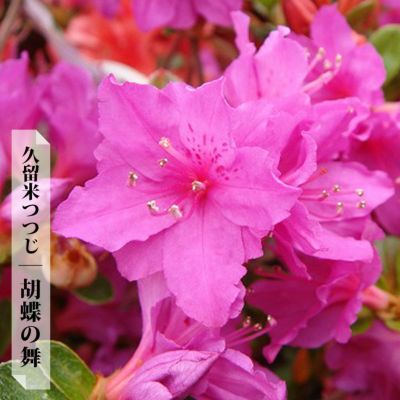 モミジ 胡蝶の舞 苗 おすすめ 苗木部 By 花ひろばオンライン モミジ 胡蝶の舞 苗 おすすめ 苗木部 By 花ひろばオンライン