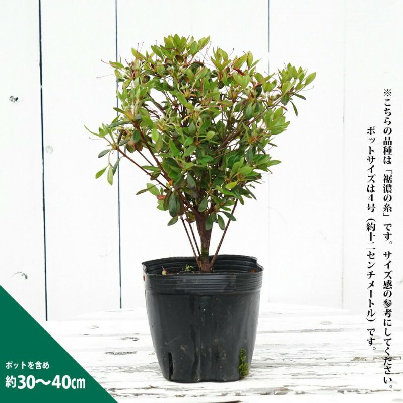 濃色/キヨスミミツバツツジ・大株【現品】管理22406 【植木・苗木・庭木】 - 植物/観葉植物