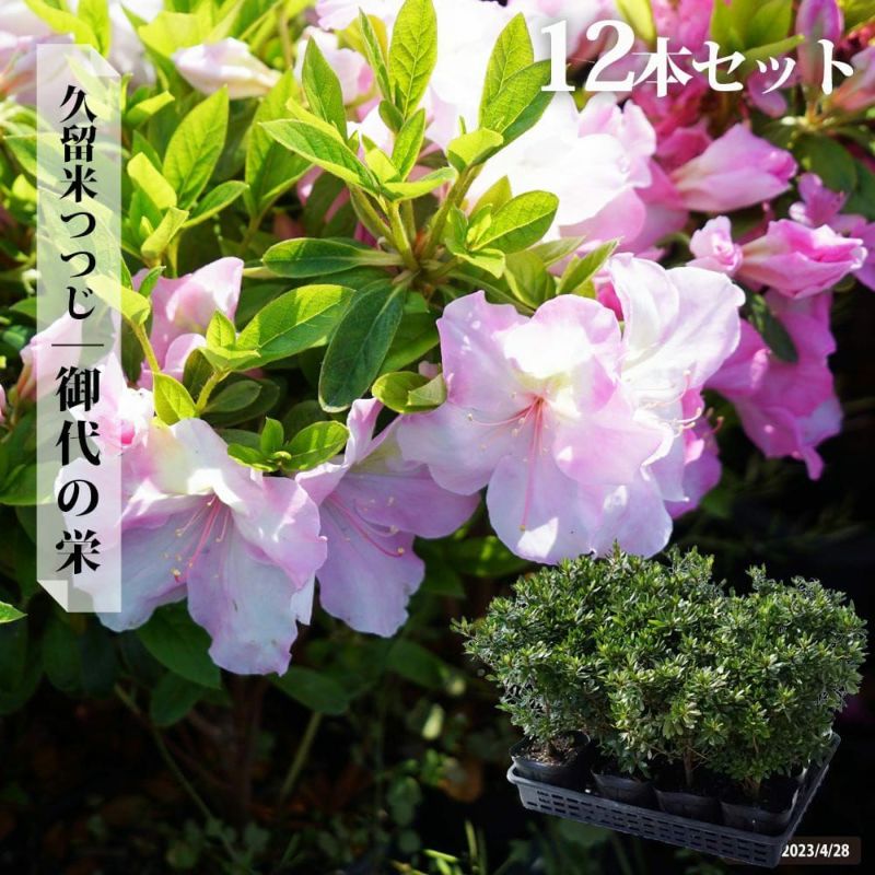 葉物野菜の7種詰め合わせ』福岡県産 約200g ギフト箱 ※冷蔵
