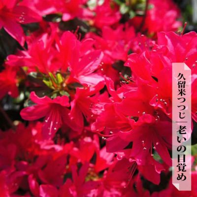 ツツジ 今猩々 苗 販売 苗木部 By 花ひろばオンライン ツツジ 今猩々 苗 販売 苗木部 By 花ひろばオンライン