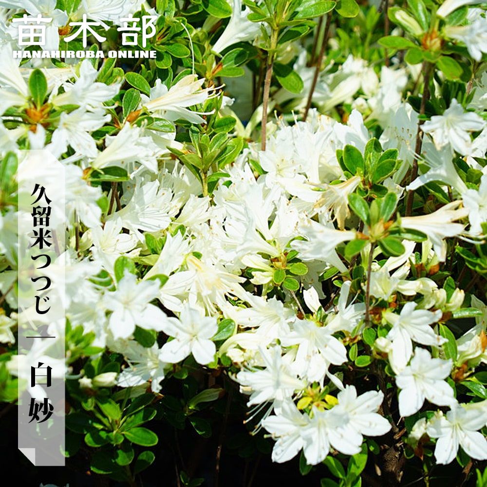 雲龍梅　古木　白花　７号ポットつき　特大❗　③ 雲龍梅 古木 白花 7号ポットつき 特大❗ 雲竜梅（ウンリュウバイ）の