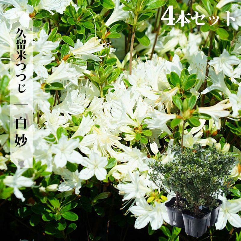 000000002912-07-l.jpg?t=