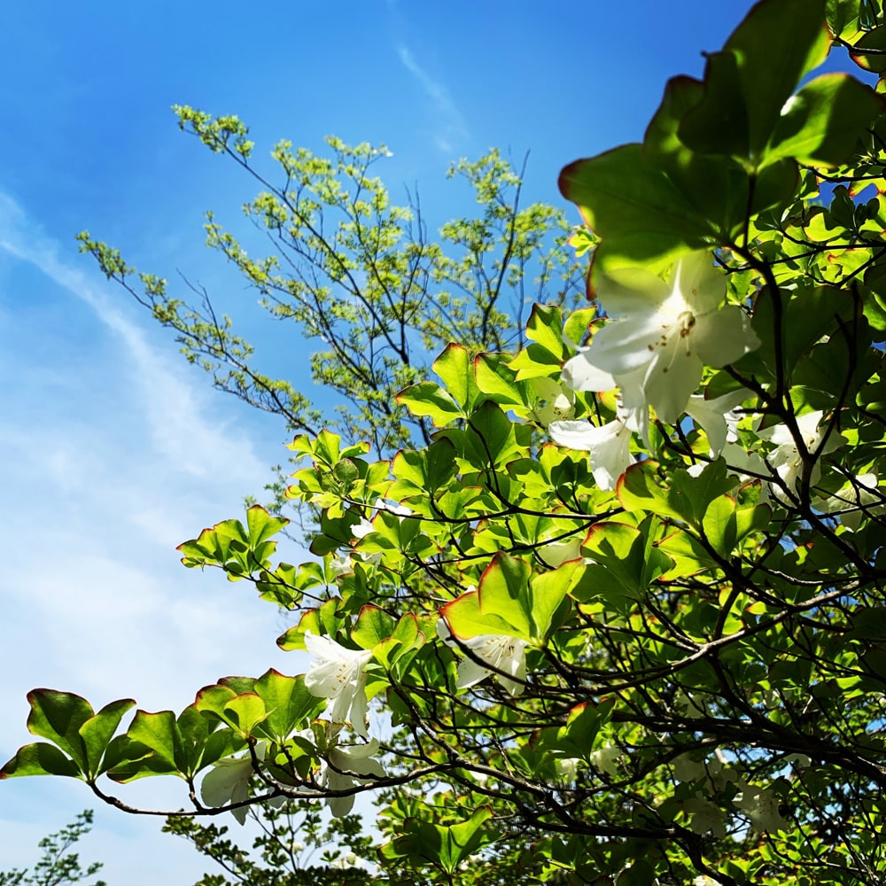 シロヤシオ 苗 販売 苗木部 By 花ひろばオンライン