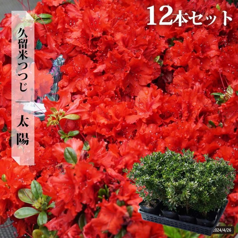 アクリル画 午後の陽光 3色のツツジ 春の花