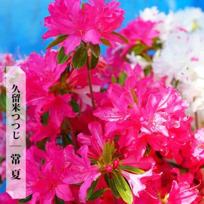 吉野ツツジ 特徴や剪定 肥料 育て方 専門店の苗木販売 苗木部 By 花ひろばオンライン