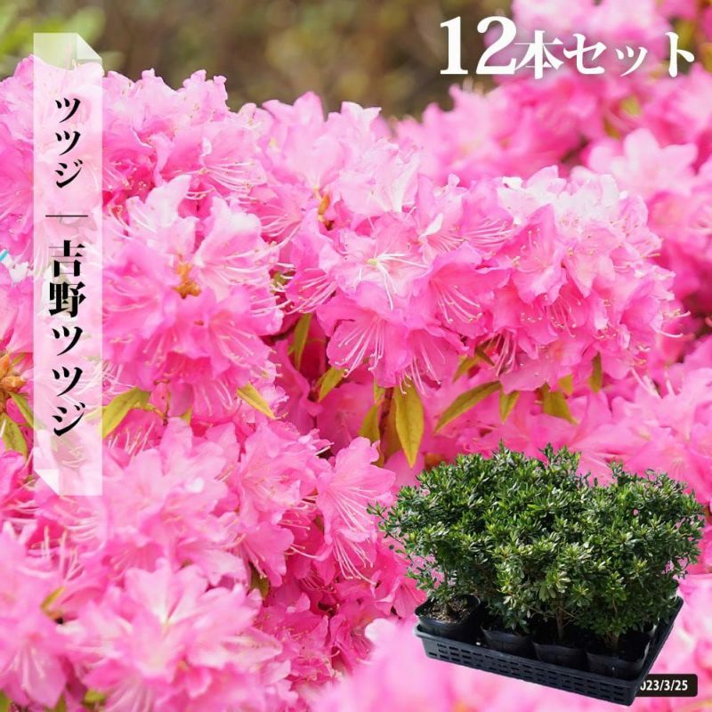 蕾たっぷり 春一番 シャクナゲ ゲンカイツツジ ツツジ 育て