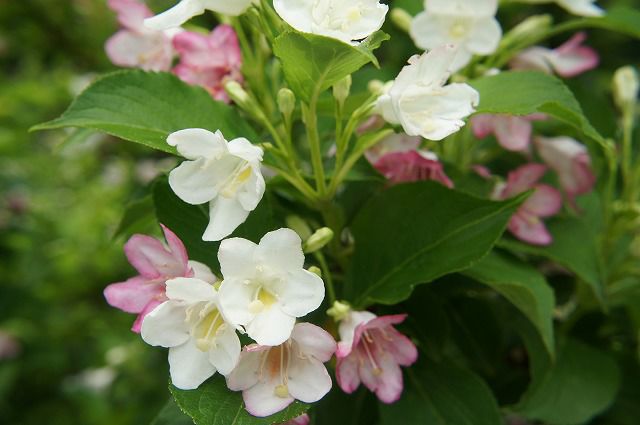 白・薄ピンク・紅色に花色が変化するウツギ ハコネウツギ 苗 庭木 落葉樹 低木