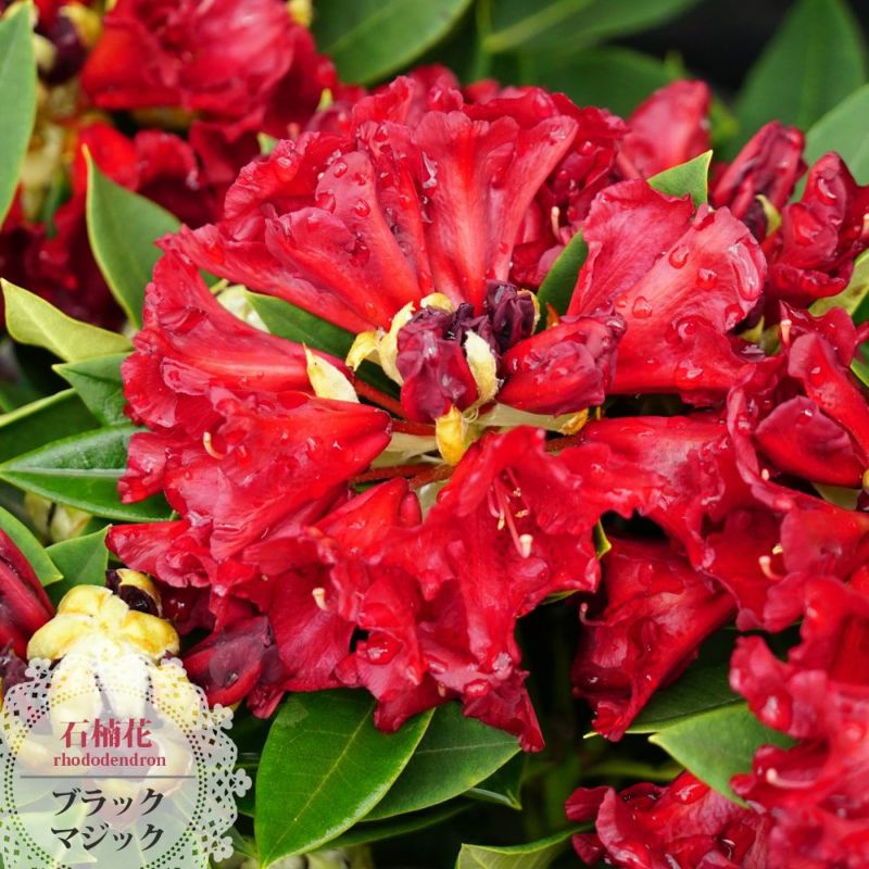 オキシャクナゲ/濃色【現品発送】管理70622 オキシャクナゲ/濃色【現品発送】管理70622 オキシャクナゲ/濃色【現品