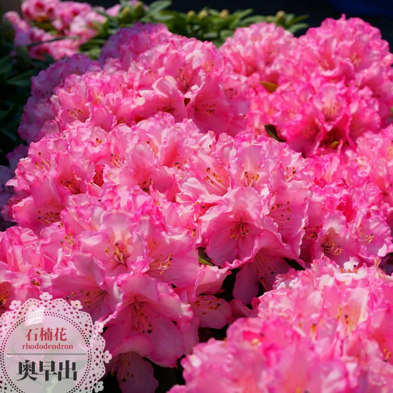 000000002985-01-l.jpg?t=