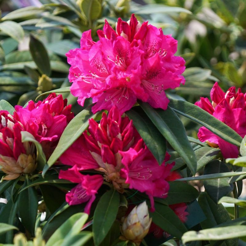 シャクナゲ 太陽 苗 育て方 苗木部 By 花ひろばオンライン