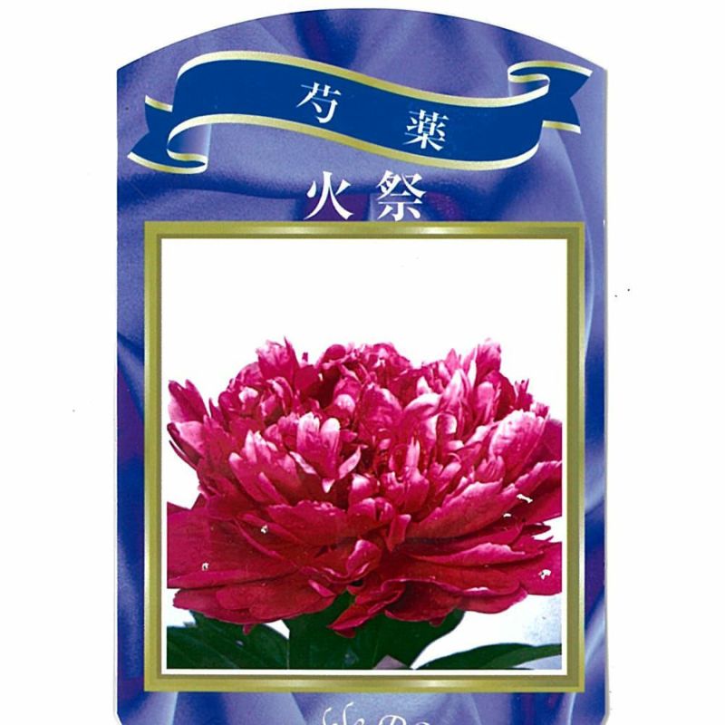 芍薬苗　確認用 000000003030-01-l.jpg?t=