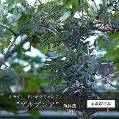 送料無料 ミモザ 苗 ギンヨウアカシア プルプレア 1 5m 特大苗 シンボルツリー 庭木 常緑樹 西濃運輸お届け 北海道 沖縄 離島不可 レビュー 苗木部 本店 By 花ひろばオンライン 送料無料 ミモザ 苗 ギンヨウアカシア プルプレア 1 5m 特大苗 シンボルツリー 庭木 常緑樹 西濃運輸お届け 北海道 沖縄 離島不可 レビュー 苗木部 本店 By 花ひろばオンライン
