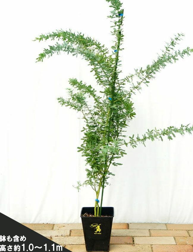 国内在庫 ミモザアカシア プルプレア 鉢植え 苗 植物 観葉植物 Www Karviodvaras Lt