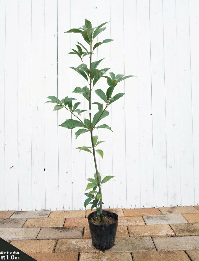 ご相談中】シラカシ・アラカシ 実生苗 どんぐり苗 - 植物/観葉植物