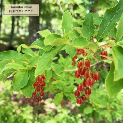 ドウダンツツジ 紅ドウダン 苗 販売 苗木部 By 花ひろばオンライン