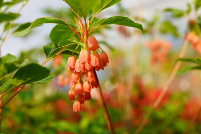 ツツジ ドウダンツツジ 紅更紗ドウダンツツジ 苗 販売 苗木部 By 花