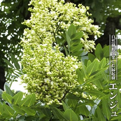 000000003170-01-m.jpg?t=