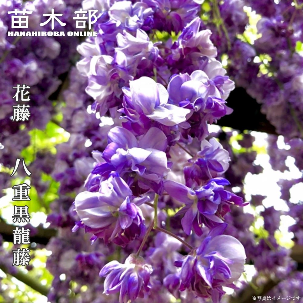 花藤 ノダフジ 八重黒龍 苗 販売 苗木部 By 花ひろばオンライン