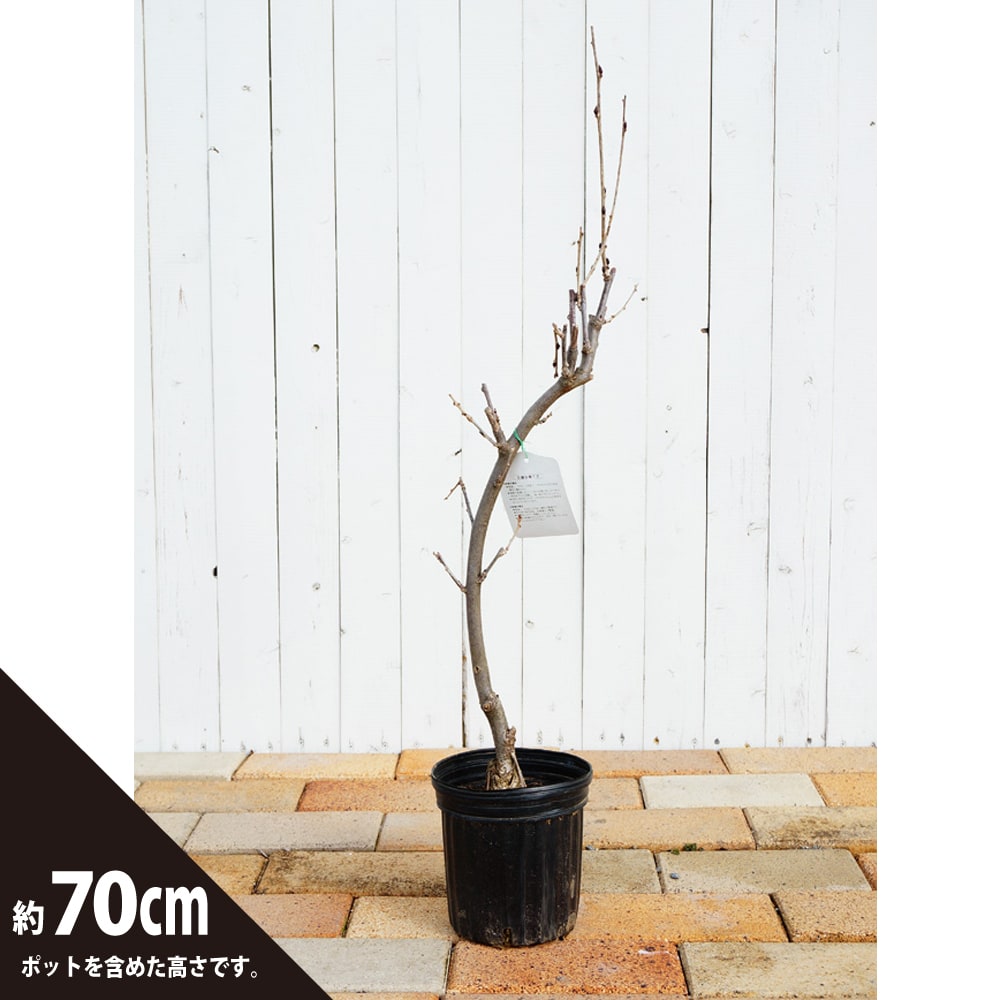 花藤 白長藤 ノダフジ 苗 販売 苗木部 By 花ひろばオンライン