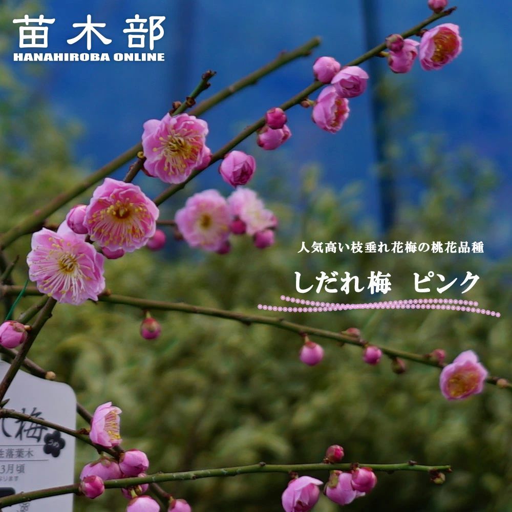 花梅 枝垂れ梅 ピンク 八重咲き 苗 販売 苗木部 By 花ひろばオンライン