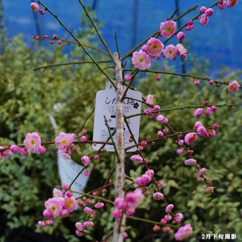 梅の花が少しずつ咲き始めました✿ うちの #枝垂れ梅 はもう少し
