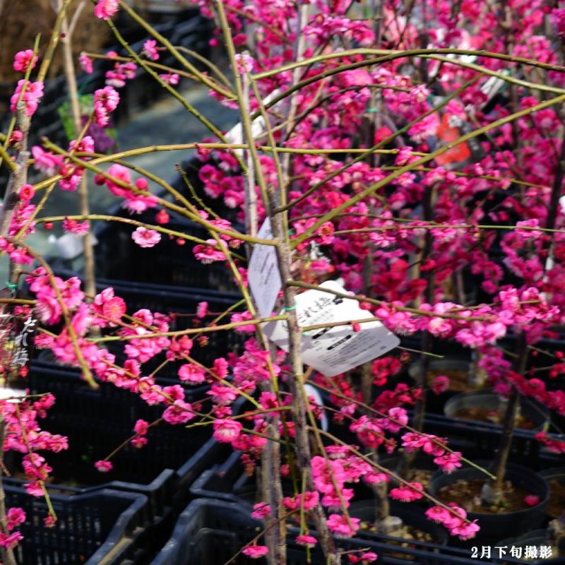 シダレウメ 花梅 0 6m露地 1年間枯れ保証 2本セット 春に花が咲く木 赤花 送料無料 セール品 赤花