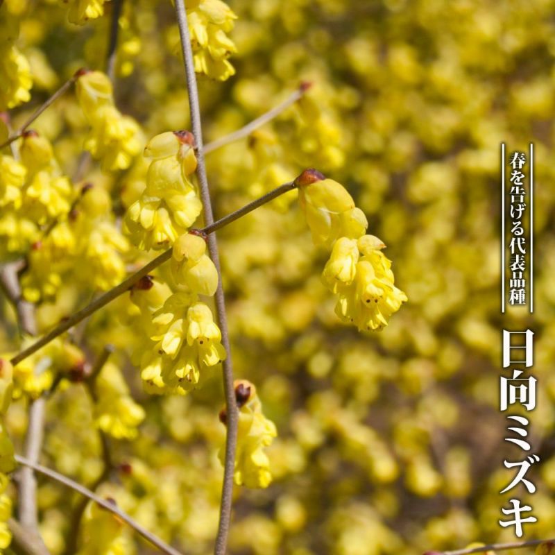 日向ミズキ 苗 販売 苗木部 By 花ひろばオンライン