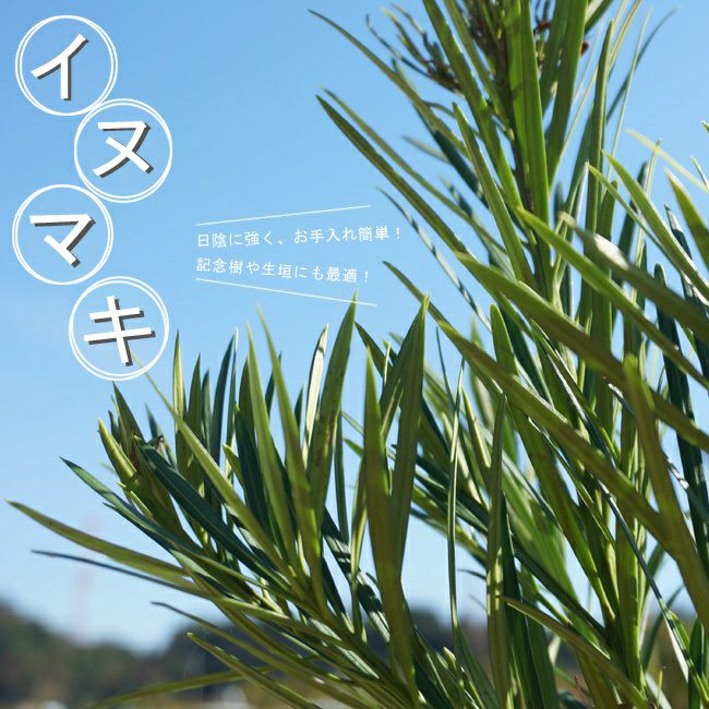 マキ イヌマキ 苗 販売 苗木部 By 花ひろばオンライン