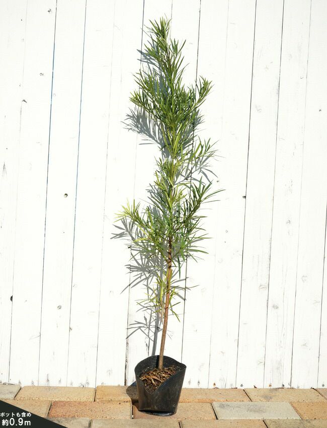 マキの木②　引取限定　大阪府 マキの木② 引取限定 大阪府 苗木・植木