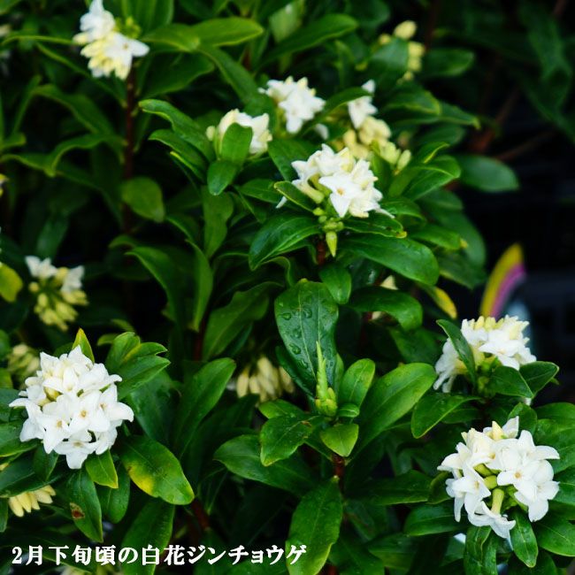 ロイヤリティフリー沈丁花 白 最高の花の画像